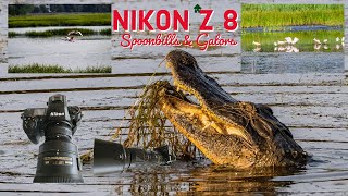 Photographing Birds in flight and gators with the Nikon Z8 [upl. by Sollie]