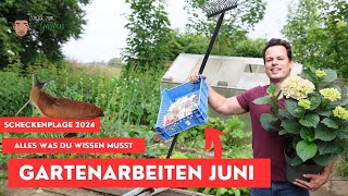 Gartenarbeit Juni  Schneckenplage 2024 Gemüsegarten Hochbeet Stauden und Hortensienpracht [upl. by Ehrenberg78]