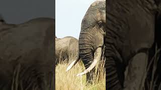 African Elephant in the African Savanna [upl. by Dinny]