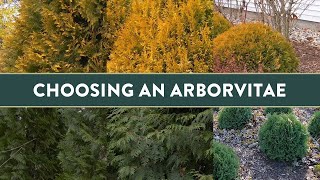 Choose the right Arborvitae for you and your Garden [upl. by Maire551]