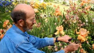 Caring for Bearded Iris Remove Spent Blooms [upl. by Sirois567]