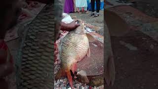 Big carp fish cutting skill😱fishcuttingskills fishcutting fish carpfishing fishing shorts [upl. by Bill]