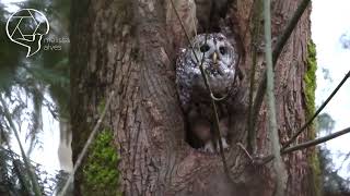 Female Barred Owl Calling For Mate [upl. by Melany463]