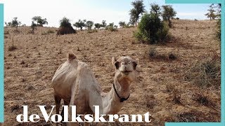 Huh is dit de Sahel Dankzij lokale boeren bloeit de woestijn in Niger  de Volkskrant [upl. by Eanehs]