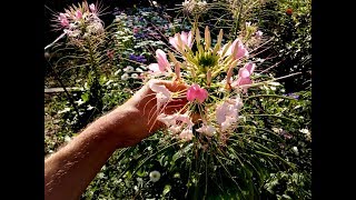 How to grow Cleome Hassleriana spider flower from seed [upl. by Drescher]