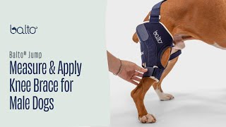 How To Measure and Apply a Knee Brace on Male Dog [upl. by Einatsed494]