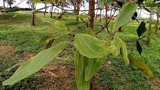 Beautiful scenery of Acacia Mangium along the beach park [upl. by Leafar]