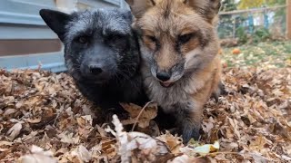 Foxes playing in leaves [upl. by Yvette130]