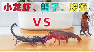 大對決：小龍蝦、蠍子、螃蟹決鬥！Crayfish vs scorpion vs crab [upl. by Debi414]