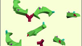 monoclonal vs polyclonal antibodies [upl. by Hilde]