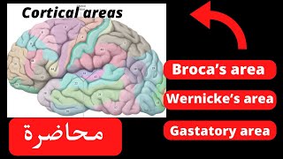 Functional corticalamp association areas of the cerebral cortex neuroanatomy [upl. by Clercq]