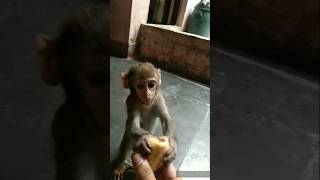 Pyara Bandar eating banana 🍌youtube cute money funny shorts bandar animallover [upl. by Yesmar]