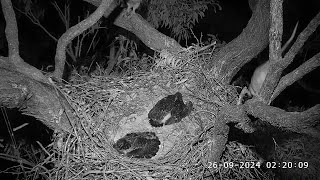 A possum visits the nest tree  022009  SeaEagleCAM4 Live Stream  26092024 [upl. by Oshinski]