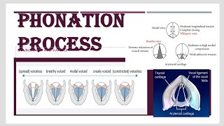 Phonation Process [upl. by Ancilin]