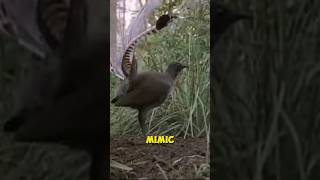 Lyre bird Peak of mimicking lyrebird shorts mimicking [upl. by Hanae901]