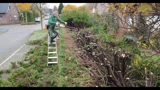 Kundenwunsch Einfach gerade Heckeschnitt mit Stihl HSA 130R Satisfying Hedgecutting [upl. by Etna108]