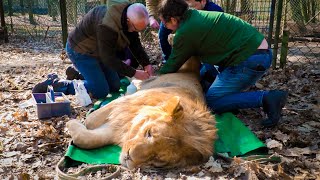 Jonge leeuw gaat verhuizen 🦁🚛 [upl. by Adia]