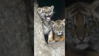 BERLIN Süße SumatraTigerbabies im Tierpark Vom Aussterben bedroht  WELT shorts [upl. by Jaclin742]