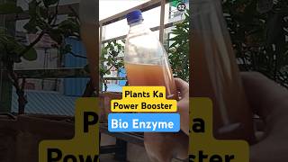 Bio Enzyme  Plants ka Power Booster plants shorts garden [upl. by Anilehs]