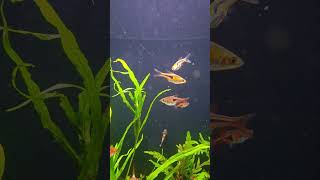 Razbora espei jest przepiękna akwarium akwarystyka razbora fish fishtank aquascape [upl. by Fortin724]