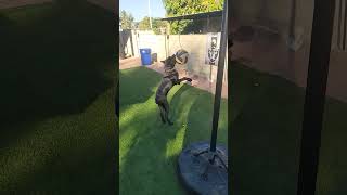 Can your dog play tetherball😆 canecorso tetherballchamp bigboy puppy [upl. by Golanka]