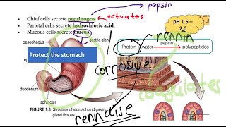 BIOLOGY FORM 4 KSSM CHAPTER 9 NUTRITION AND HUMAN DIGESTIVE SYSTEM PART 2 [upl. by Amelina]