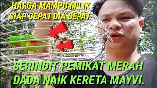 Lelong serindit merah dada Rentik dan anak patuk nipis kait [upl. by Aigneis607]