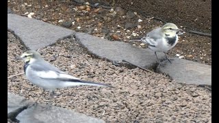 勅使池の幸せそうなハクセキレイ達  White Wagtails look like happy by the Chokushi Pond [upl. by Egdamlat]