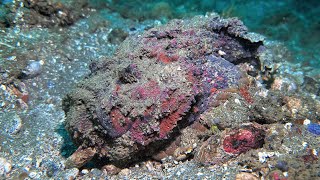 Stone fish Synanceia verrucosa in Ambon  Indonesia  September 2024 4K60fps [upl. by Ayortal]