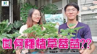 【草莓栽培家庭園藝篇】草莓苗怎麼挑選如何種植草莓呢邀請爸爸媽媽們帶小朋友一起體驗種植草莓的樂趣喔 [upl. by Notsnhoj645]