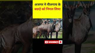 अजगर ने नीलगाय के बछड़े को निगल लिया  Python Eaten Nilgai Calf in One Gulp shorts nilgai facts [upl. by Beetner]