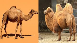 Comparing Dromedary and Bactrian Camels [upl. by Carrie]