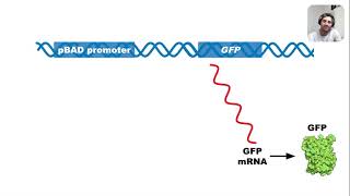 Regulation of pGLO Plasmid Arabinose Operon [upl. by Giulio10]