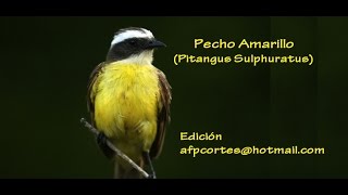 AVES de CR EL PECHO AMARILLO Pitangus Sulphuratuswmv [upl. by Alcine396]