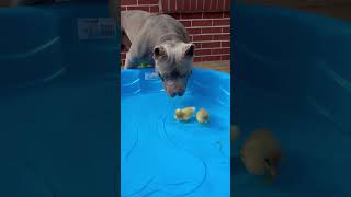 Dog Protects Baby Ducklings In Swimming Pool [upl. by Acinad]