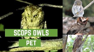 Scops owls  scops owl feeding  scops owl feeding  scops owl care  scops owl pet [upl. by Sheba78]