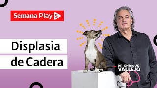 ¿Cómo tratar la displasia de cadera en perros y gatos  Enrique Vallejo  Semana Play [upl. by Skip]