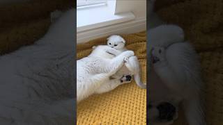 This is the reason why a mother cat scolds her kitten 😯 Watch until the end kittens cats [upl. by Vincent]