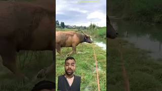 Bull bathing in sea shorts trending facts reactionvideo reaction youtubeshorts youtube [upl. by Selin834]