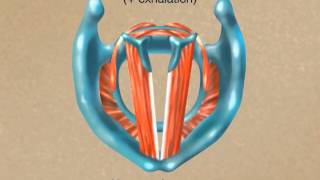 How the Larynx Produces Sound [upl. by Josh]