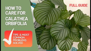 How to Care for Calathea Orbifolia All You need To know [upl. by Janna]