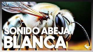 Sonido REAL de ABEJA BLANCAquot [upl. by Pincus]