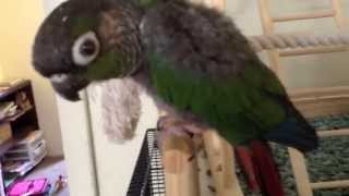 Green cheek Conure talking saying pretty bird 2 [upl. by Aicxela]