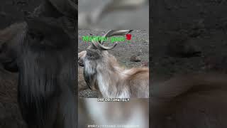 Markhor goat🐐 wildlife animaldocumentary goat nature [upl. by Adnuahs124]