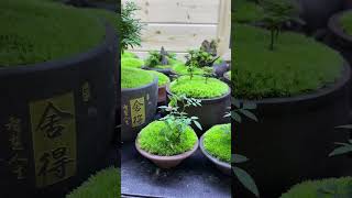 👍Moss Bonsai Moss Micro Landscape bonsai art😊苔藓微景观《nana》 works welcome to subscribe shorts 变废为宝 [upl. by Aimaj]