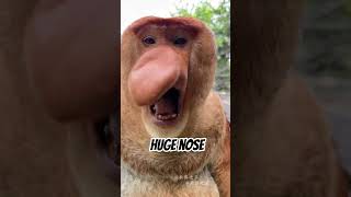 THE UGLIEST PRIMATES IN THE WORLD youtube shortsusa youtubeshorts [upl. by Falcone]