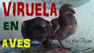 VIRUELA O DIFTERIA EN AVES  SINTOMAS REMEDIOS Y CONSEJOS PARA LA ENFERMEDAD EN PALOMAS [upl. by Stephannie]