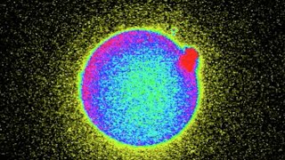 Zinc Fireworks Reveal When Human Egg is Fertilized [upl. by Huey]