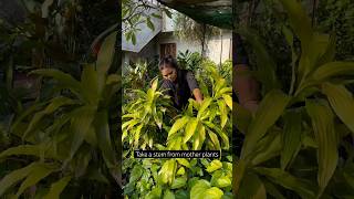 Dracaena Limelight Plant Grow amp Care gardeningtips indoorplants growplants [upl. by Sebastian]