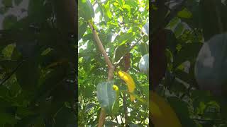 කුරුඳුCeylon cinnamonKuruvaCinnamomum verum preslHerbal Plant SriLanka🌿hindinatureshortvideo [upl. by Ehsom]